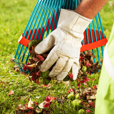Yard Cleanup