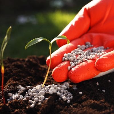 Fertilization